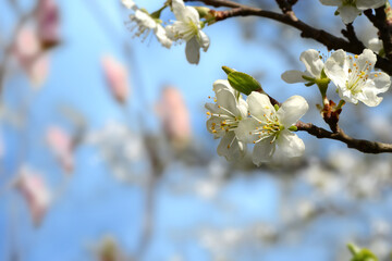 Frühling 619