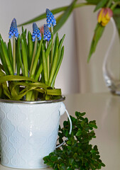 Happy easter. wielkanoc. fioletowe szafirki w bialej doniczce, Muscari and buxus, , flowering common grape hyacinths in a flower pot , Easter floral composition with Muscari	