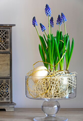 Happy easter. wielkanoc, fioletowe szafirki w wazonie, Muscari, , flowering common grape hyacinths in a flower pot , Easter floral composition with Muscari	 - obrazy, fototapety, plakaty