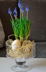 Happy easter. wielkanoc, fioletowe szafirki w wazonie, Muscari, flowering common grape hyacinths in a flower pot	, Easter floral composition with Muscari - obrazy, fototapety, plakaty