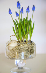 Happy easter. wielkanoc, fioletowe szafirki w wazonie, Muscari, , flowering common grape hyacinths in a flower vase, Easter floral composition with Muscari  © kateej
