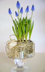 Happy easter. wielkanoc, fioletowe szafirki w wazonie, Muscari, , flowering common grape hyacinths...