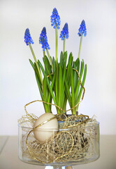 Happy easter. wielkanoc, fioletowe szafirki w wazonie, Muscari ,  flowering common grape hyacinths in aglass vase, Easter floral composition with grape hyacinths 