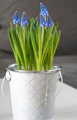 Happy easter. wielkanoc. fioletowe szafirki w bialej doniczce, Muscari, , flowering common grape hyacinths in a flower pot , Easter floral composition with Muscari   © kateej