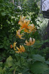 Blooming orange lily, Lilium 'Brotsing'
