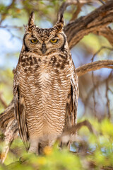 Spotted Eagle Owl in the Kgalagadi