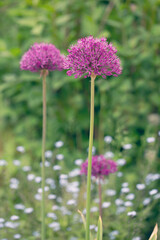 Purple Allium Flower Across Green