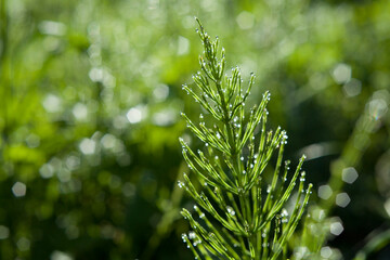 Fototapeta Medicinal plant equisetum arvense in the wild herb meadow. obraz