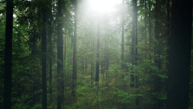 Foggy morning in beautiful wildlife forest scenic nature landscape. Aerial drone shot moving forward among high tree trunks.