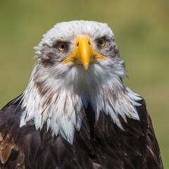 American bald eagle (Haliaeetus leucocephalus) portrait