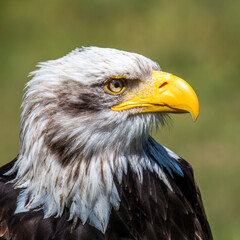 American bald eagle (Haliaeetus leucocephalus) portrait