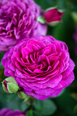 Pink rose flower bloom in the garden
