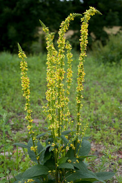 Common mullein - pale yellow flowers of verbascum nigrum plant in the medicinal garden.