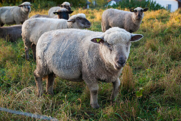 close up of sheep grazing on a hillside in Switzerland