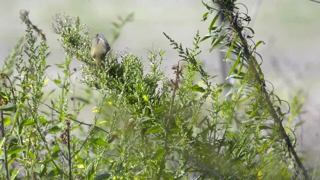 Two Willow warblers (Phylloscopus trochilus) feeding on insects in plant Portugal