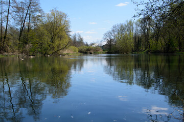 Fototapeta na wymiar Frühling an einem Teich am Stadtrand von Bünde in Ostwestfalen. Spiegelung der Bäume mit ihrem frischen grün im Wasser.