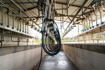 Milking cup hang ready for next milk session in New Zealand