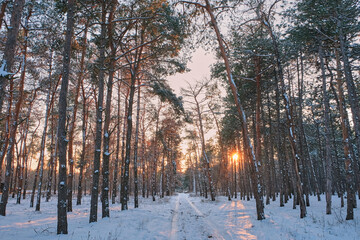 Sunset in the wood between the trees strains in winter period.
