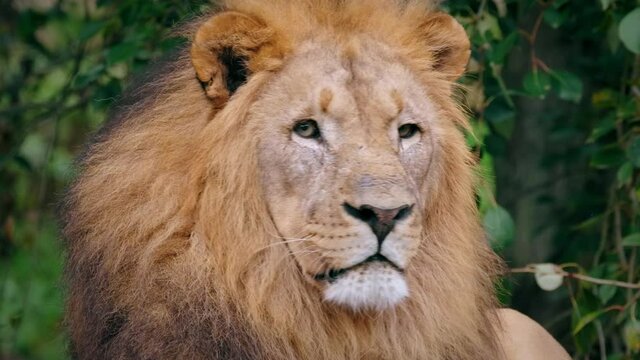 Southwest African lion (Panthera leo bleyenberghi) wise look, smart intelligent animal portrait