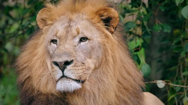 Southwest African lion (Panthera leo bleyenberghi) sensing prey, alert animal beast