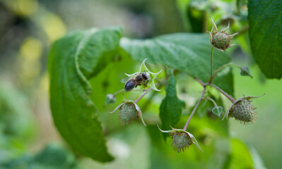 Red raspberry bush with fruit and flowers in wild food garden, with bees and other polinators.