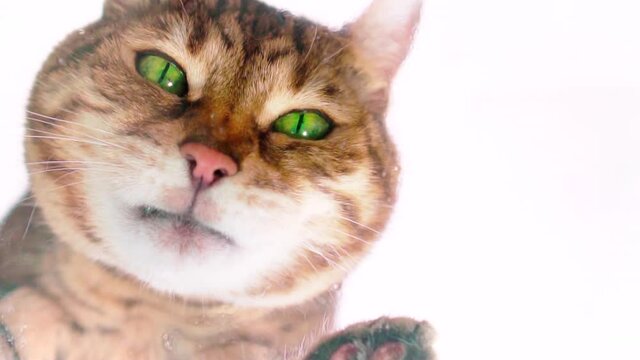 Bengal cat licking water from glass. Creative idea, unusual view. Shot at 120 fps from the bottom up through transparent glass.