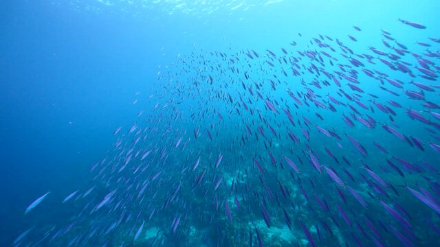 Seascape with School of Boga Fish in the coral reef of the Caribbean Sea, Curacao