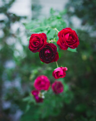 Dark Roses