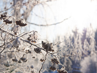 Winter forest on a frosty day, trees covered with snow