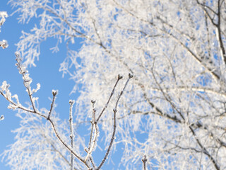 Winter forest on a frosty day, trees covered with snow