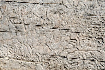 texture of bark wood use as natural background