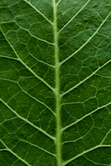 Blurred macro image of a green leaf. Natural green background.
