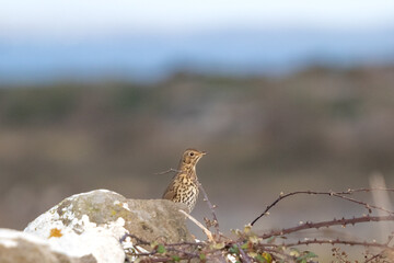 Mistle Thrush in the wild
