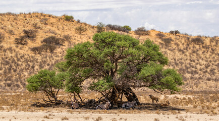 Gemsbok in the Kgalagadi