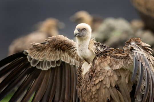 Griffon vultures in the Rhodope mountains. Scavengers looking for food in winter time. Bulgaria wildlife. 