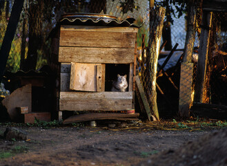 cat in a dog's hut