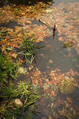 Autumn Pond