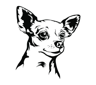 Chihuahua dog art isolated on white. Little brave hipster pet. Vector illustration.