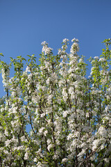 Spring Tree White Flowers