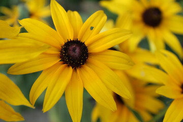 bright yellow flower rudbeckia with dark brown middle. View from above. summer flowering
