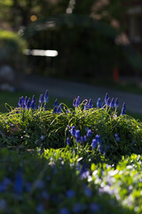 Golden Hour Purple Flowers