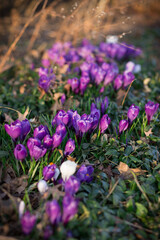 Spring Purple Tulips