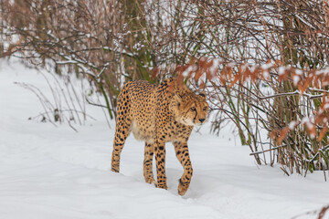Cheetah - Acinonyx jubatus in winter open landscape in the snow.