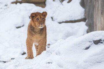 A Berber lion cub stands in a winter landscape in the snow.