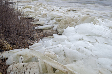 Numerous pieces of flat white ice piled on top of each other washed up to the coast on the sea bay. On the background on the left is a blurred shore overgrown with low bushes.