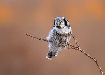 Northern Hawk Owl ( Surnia ulula )