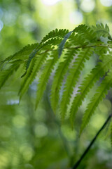 Fern leaf in a close up in Canadian forest in the summer. High quality photo