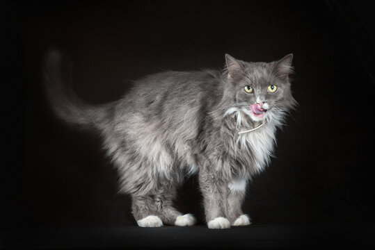 gray and white shaggy cat on a black background