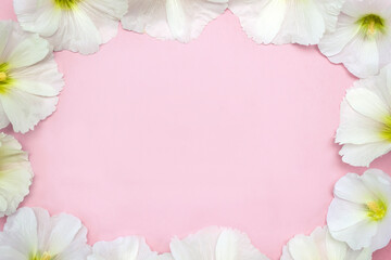 Pink background surrounded by frame of white mallow petals. Top view, selective focus, flat lay