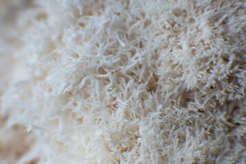 Hericium erinaceus mushroom. mushrooms © TaylerDerden
